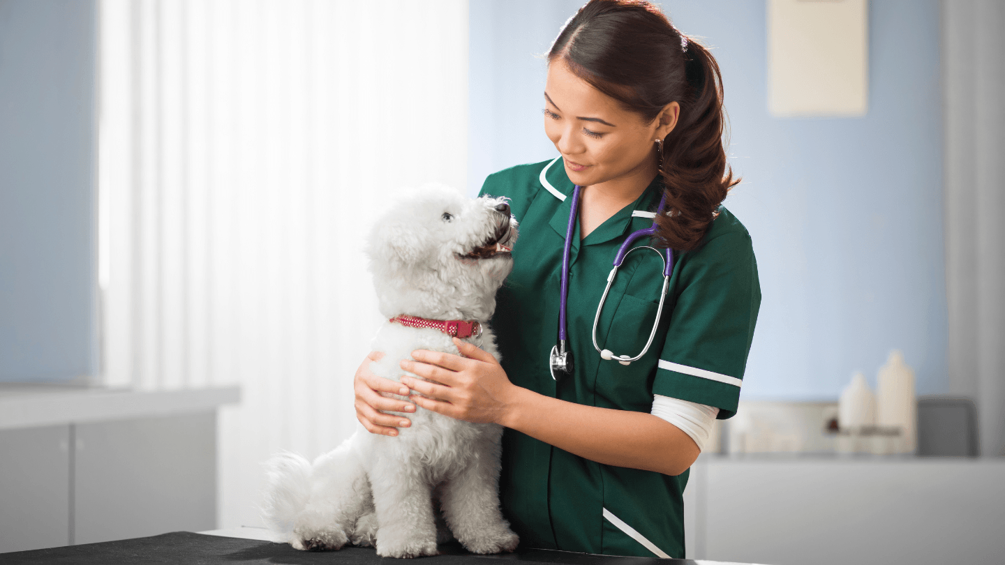 A veterinary technician in green scrubs holding a small white dog on an exam table.