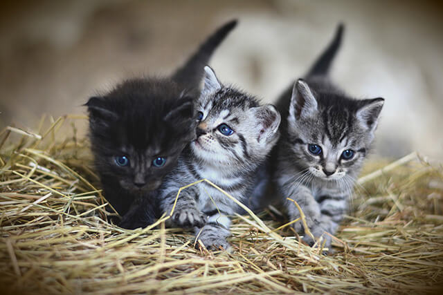Three young kittens nestled together in straw.