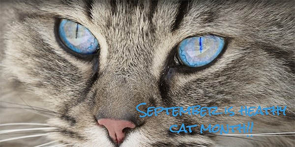A close-up of a tabby cat’s blue eyes, with the words “September is Healthy Cat Month.”