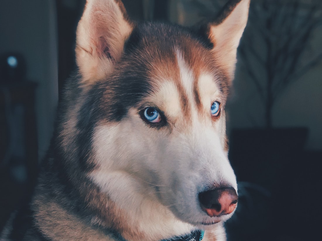 A Siberian husky with pale blue eyes looking off to one side.