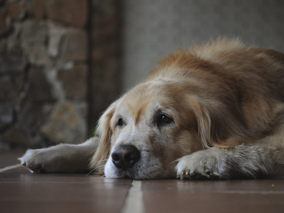 An older golden retriever resting its head on a wooden floor.