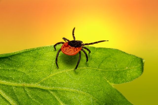 A tick crawling on a green leaf.