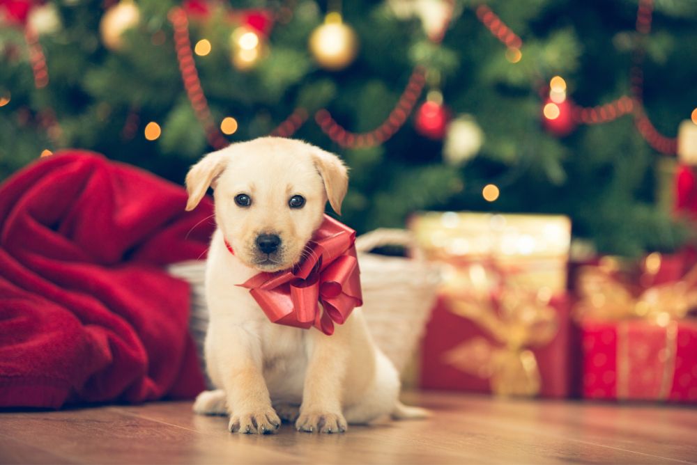 A Labrador puppy wearing a red bow beside wrapped gifts and a Christmas tree.