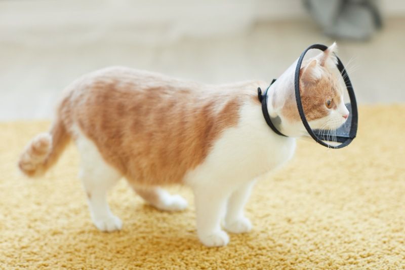 A ginger-and-white cat wearing a clear recovery cone.