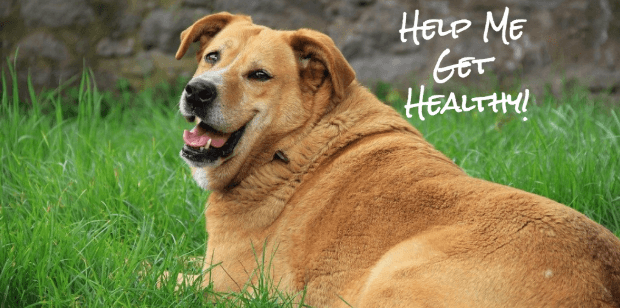 Doggy Lifestyle Changes – Weight Management and Dog Nutrition 101
