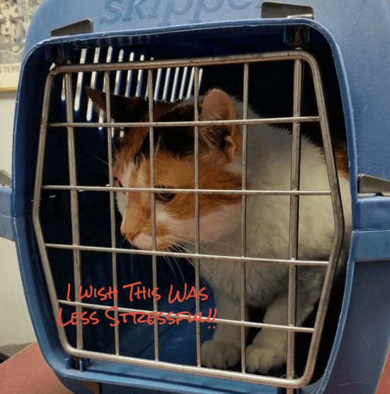 Cats, Travel & the Vet in Clarksburg, Germantown and Urbana