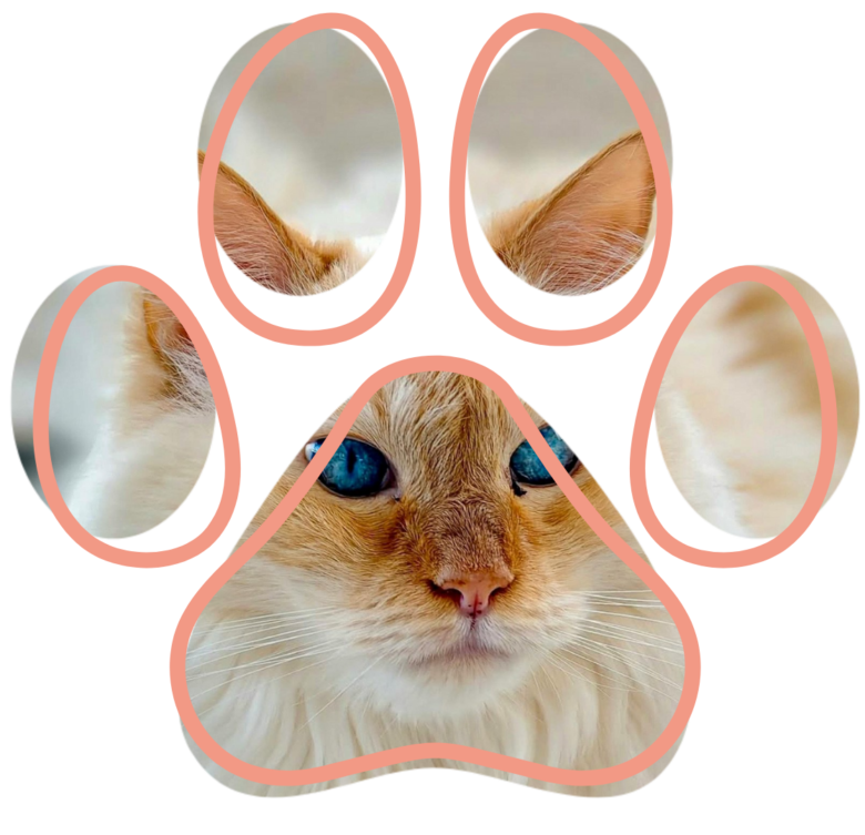 vet near me cat dental care Clarksburg Animal Hospital Clarksburg MD