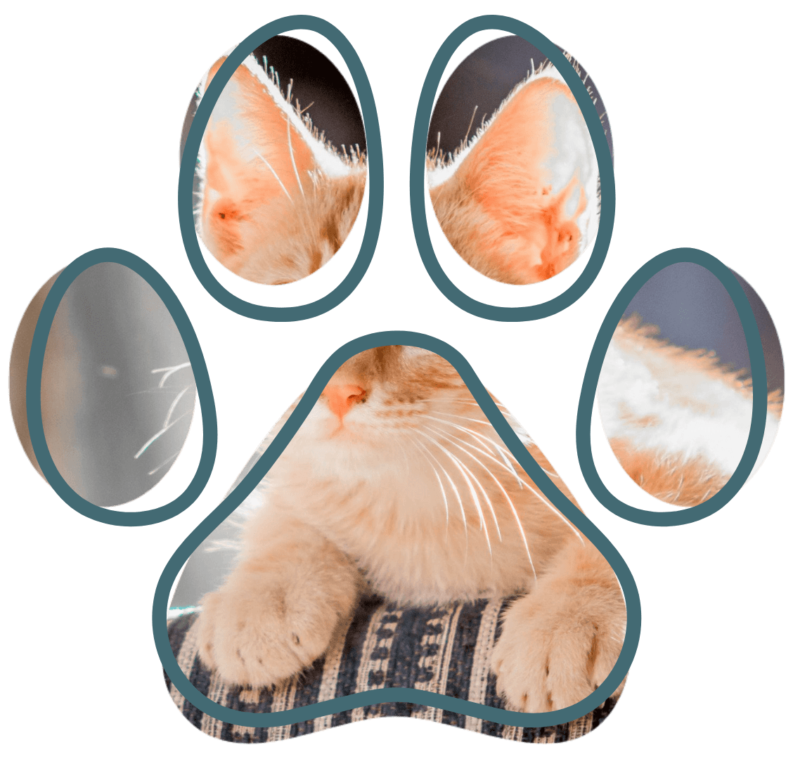 vet near me senior pet care Clarksburg Animal Hospital Clarksburg MD