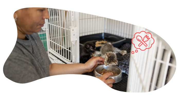 Shelter pet wellness exam at Clarksburg Animal Hospital in Clarksburg Maryland